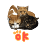 猫\’s 日常会話 写真スタンプ