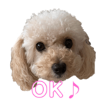 トイプードルのモア