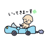 トイプードルのぷぅちゃん