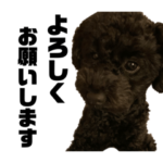 黒トイプードル代表2お得な40個