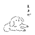 トイプードルあおちゃん