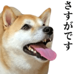 動く！柴犬の写真スタンプ2