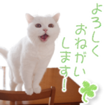 美人すぎる猫『うらちゃん』