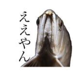 みんなの古代魚、熱帯魚