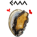 キモ激しく動く！あわび