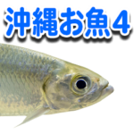 沖縄お魚4
