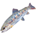 川つりで釣れる淡水魚の楽しいスタンプ