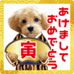 飛び出す!犬のまるちゃん 正月・祝（実写）