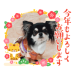 黒チワワの日常&2022寅年正月スタンプ