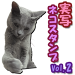 実写ネコスタンプ2☆ロシアンブルー