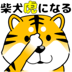 真・激しく尻尾をふる柴犬→トラ