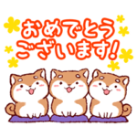 祝！めでたい柴犬