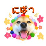 柴犬チャーミー