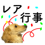 レアな行事を祝う犬