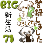 シーズー犬 71『新生活』