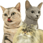 ほほえみフレンズ。猫！ネコ！ねこ！の日常