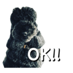 スタンダードプードルとマルプー