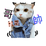 猫の兄弟～斑斑&綿菓子two