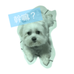 ププちゃんとても可愛いです。