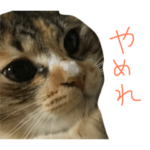 かまってにゃんこたち