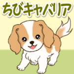 ちびキャバリアの毎日