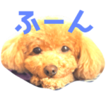 トイプーのララ。日常用。