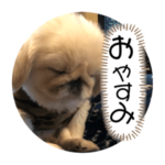 くま✴︎こてつ✴︎こうめペキニーズ