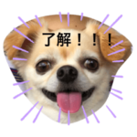 チワワのチャッピーすたんぷ