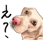 ラブラドール・レトリバーな日常