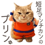 短足マンチカンのプリン